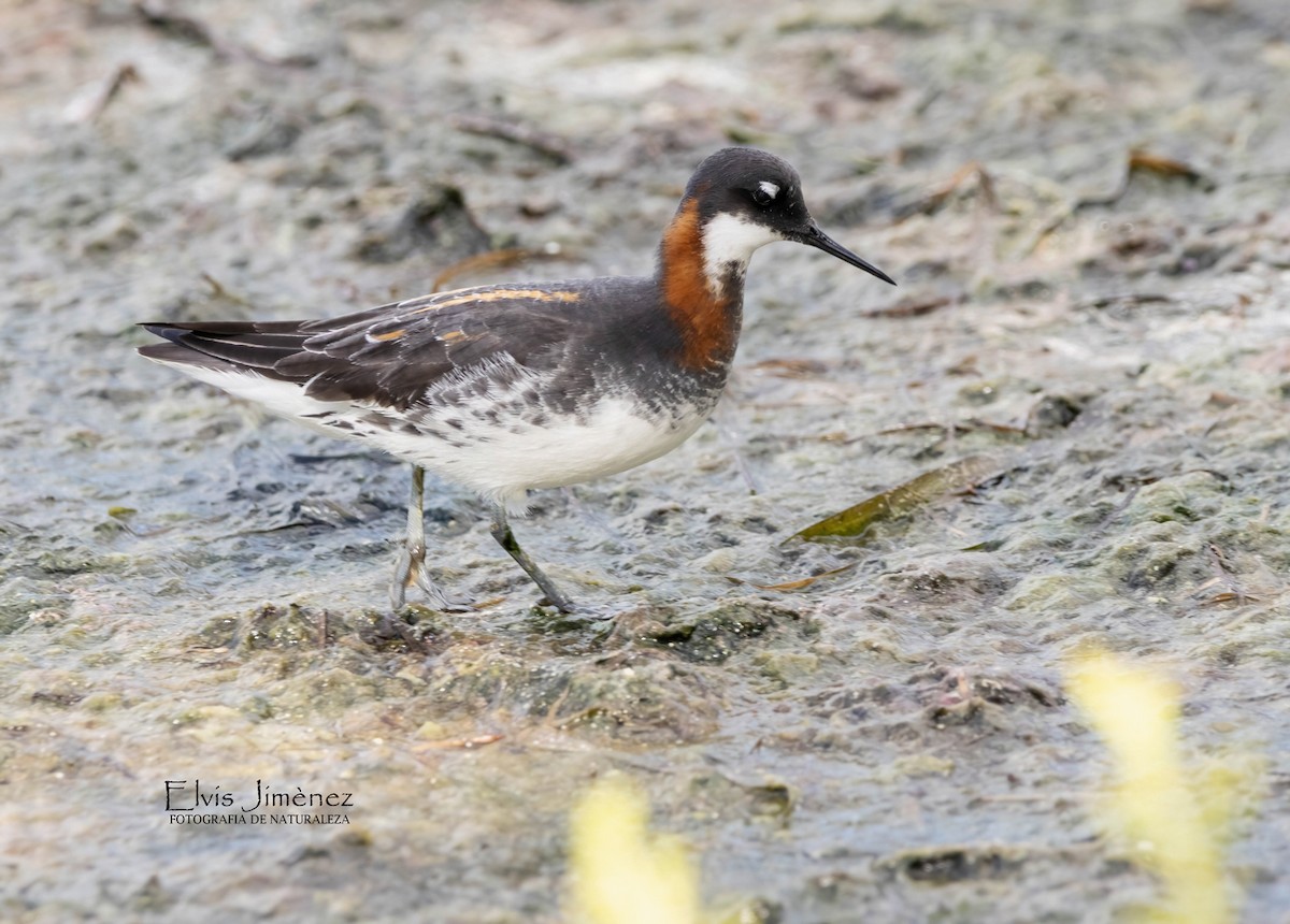 Red-necked Phalarope - ML645909158