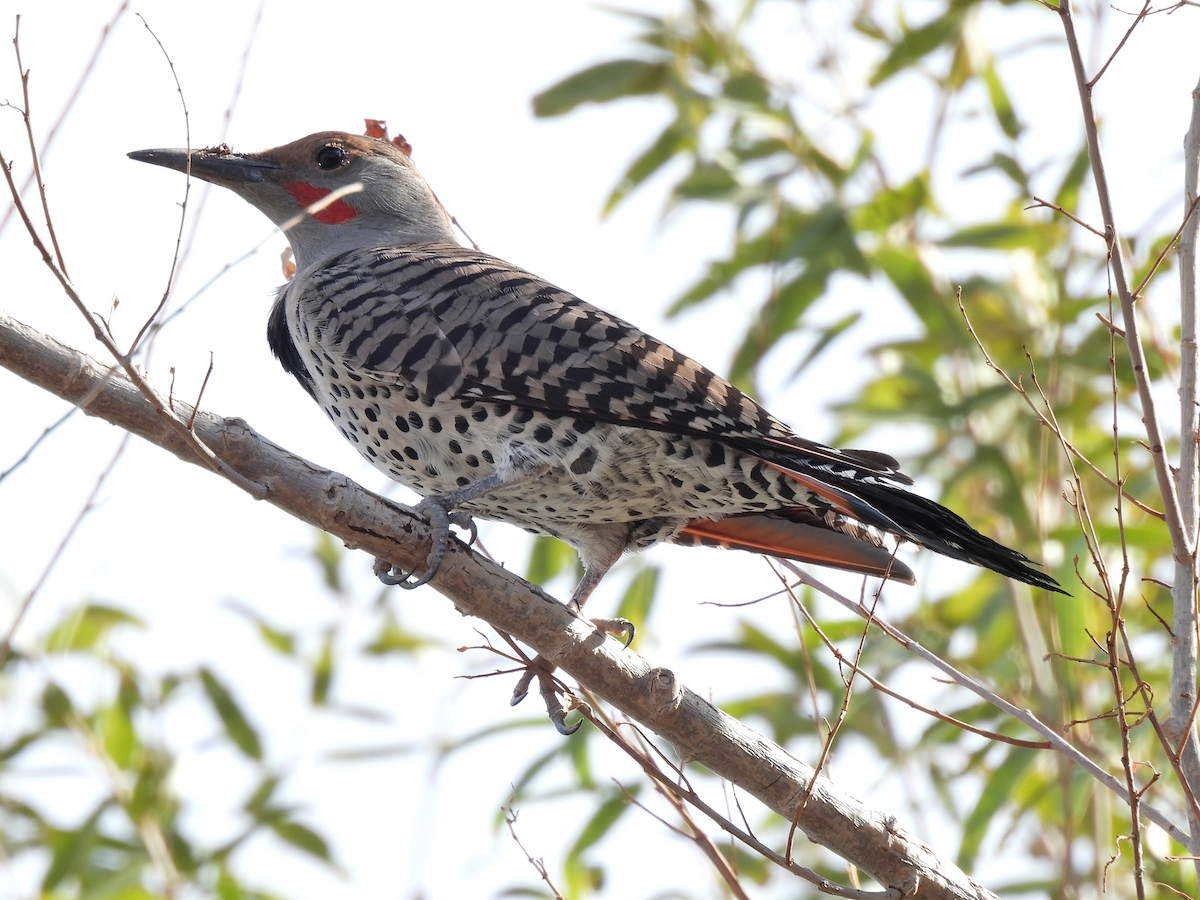 Northern Flicker - ML645909159
