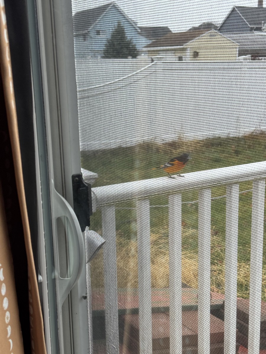 Балтиморский трупиал - ML645909170