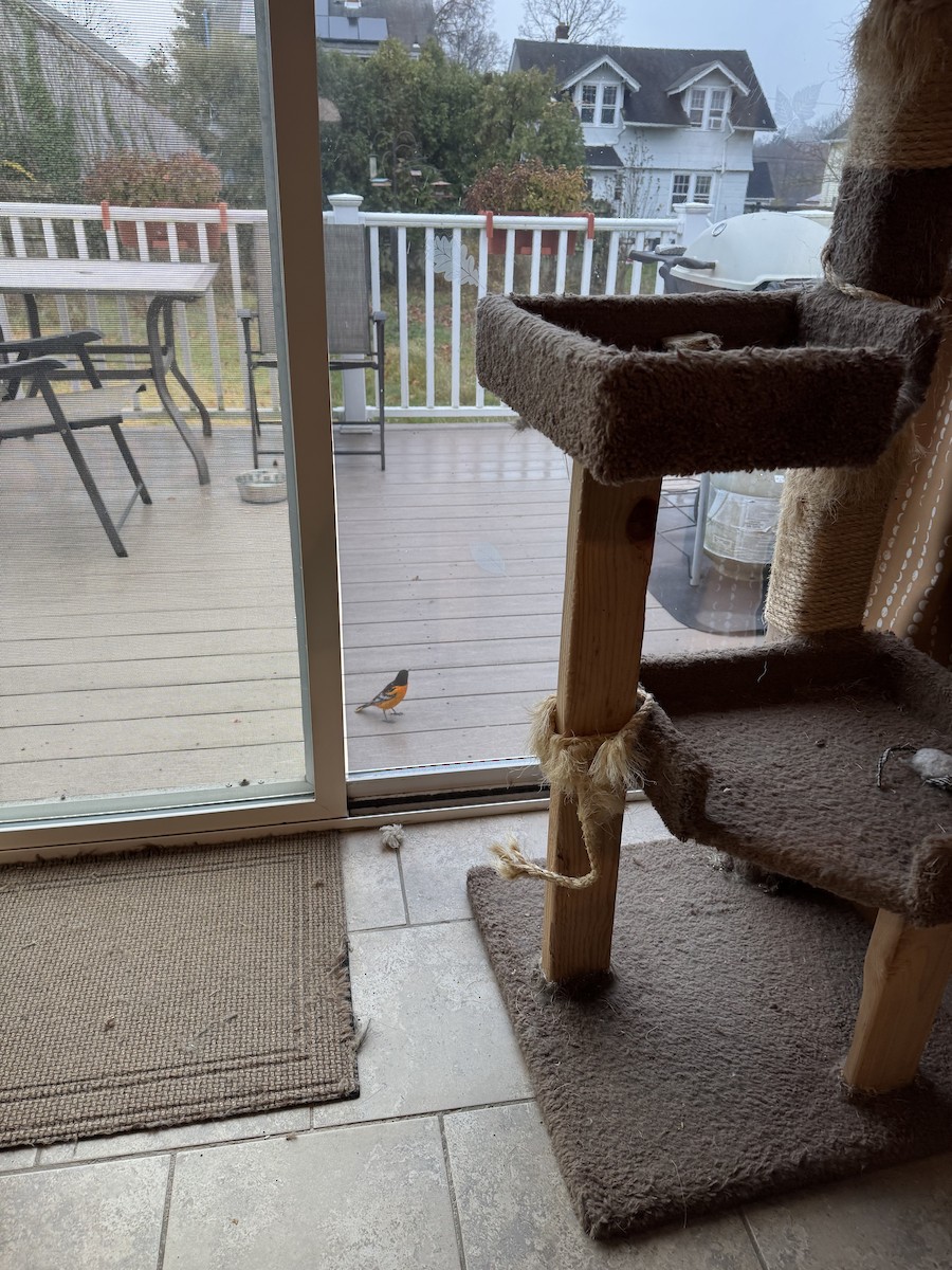 Балтиморский трупиал - ML645909171