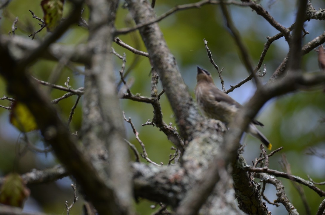 brkoslav americký - ML645909176
