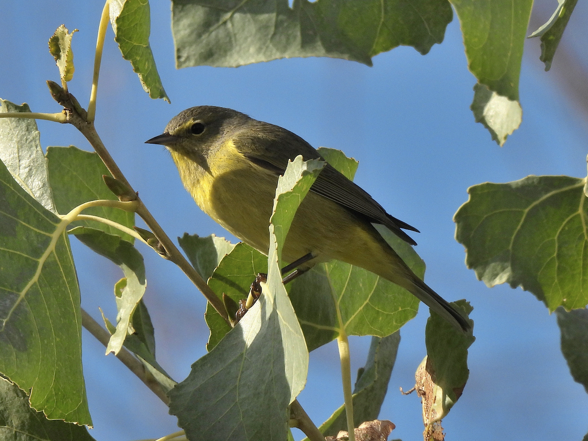 Orange-crowned Warbler - ML645909187