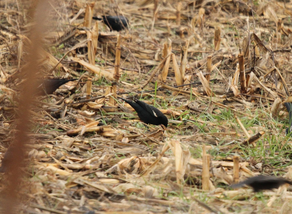 Sargento Tricolor - ML645909189