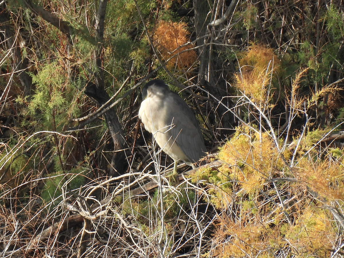 Black-crowned Night Heron - ML645909197