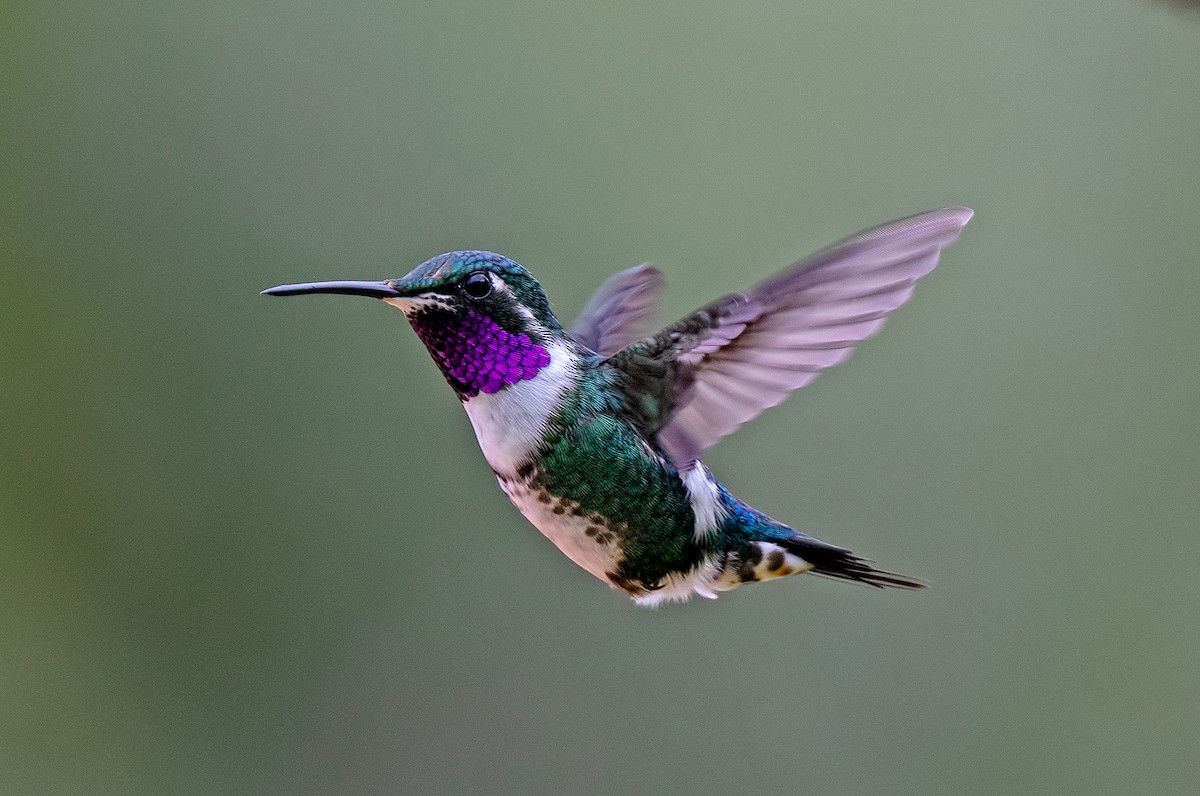 hvitbukkolibri - ML645909202