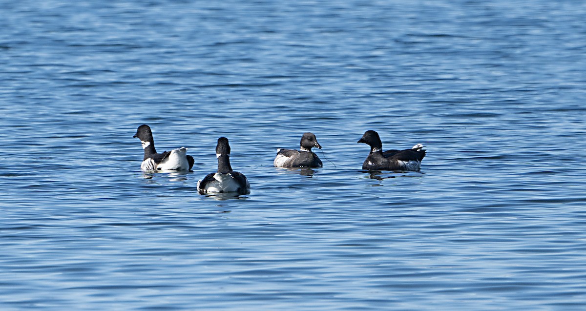 Barnacla Carinegra - ML645909234
