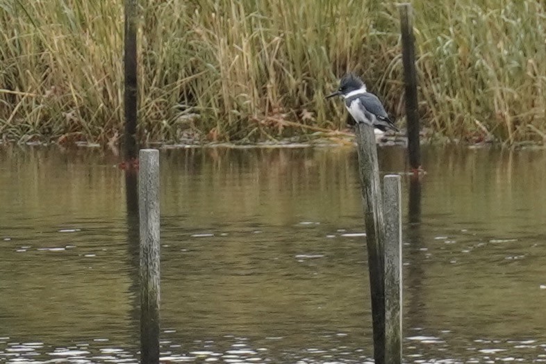 Belted Kingfisher - ML645909235