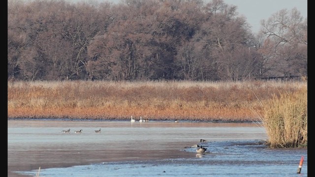 Казарка канадська - ML645909257