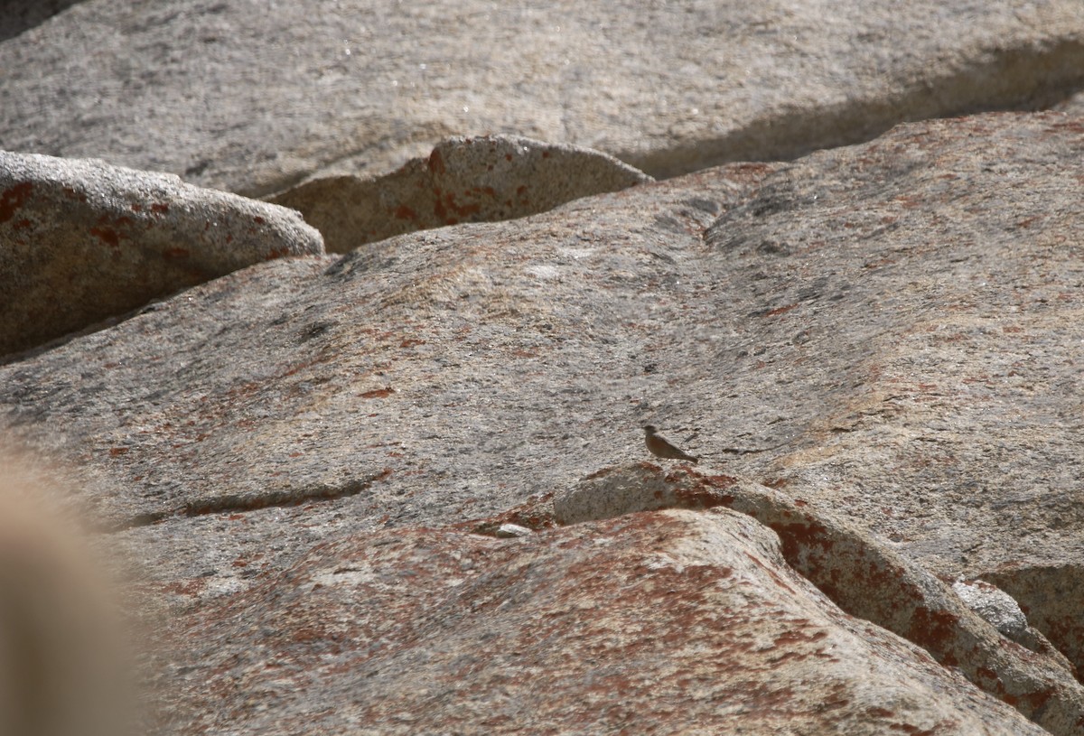 岩鷚 - ML645909262