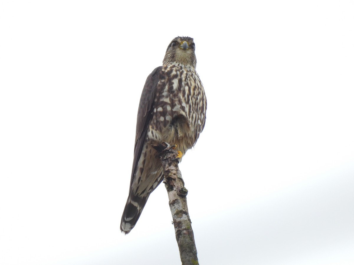 Merlin (Taiga) - ML645909264