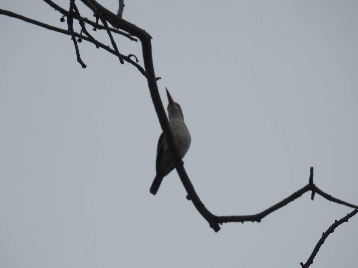 ledňáček šedohlavý - ML645909267