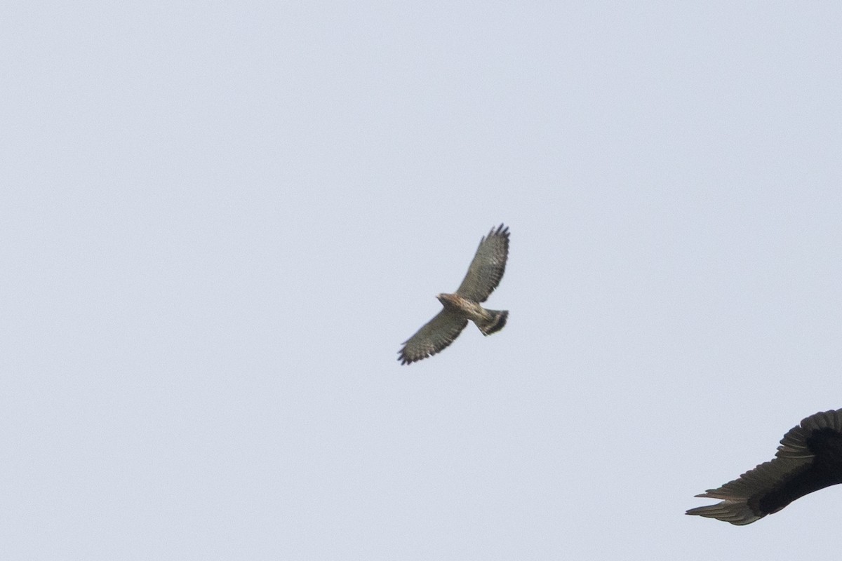 káně širokokřídlá - ML645909268