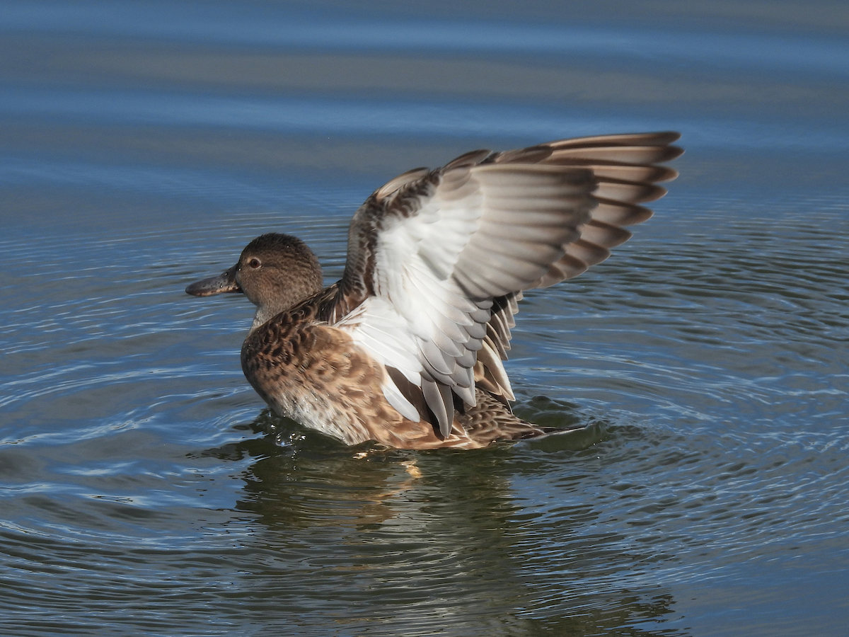 Cinnamon Teal - ML645909273