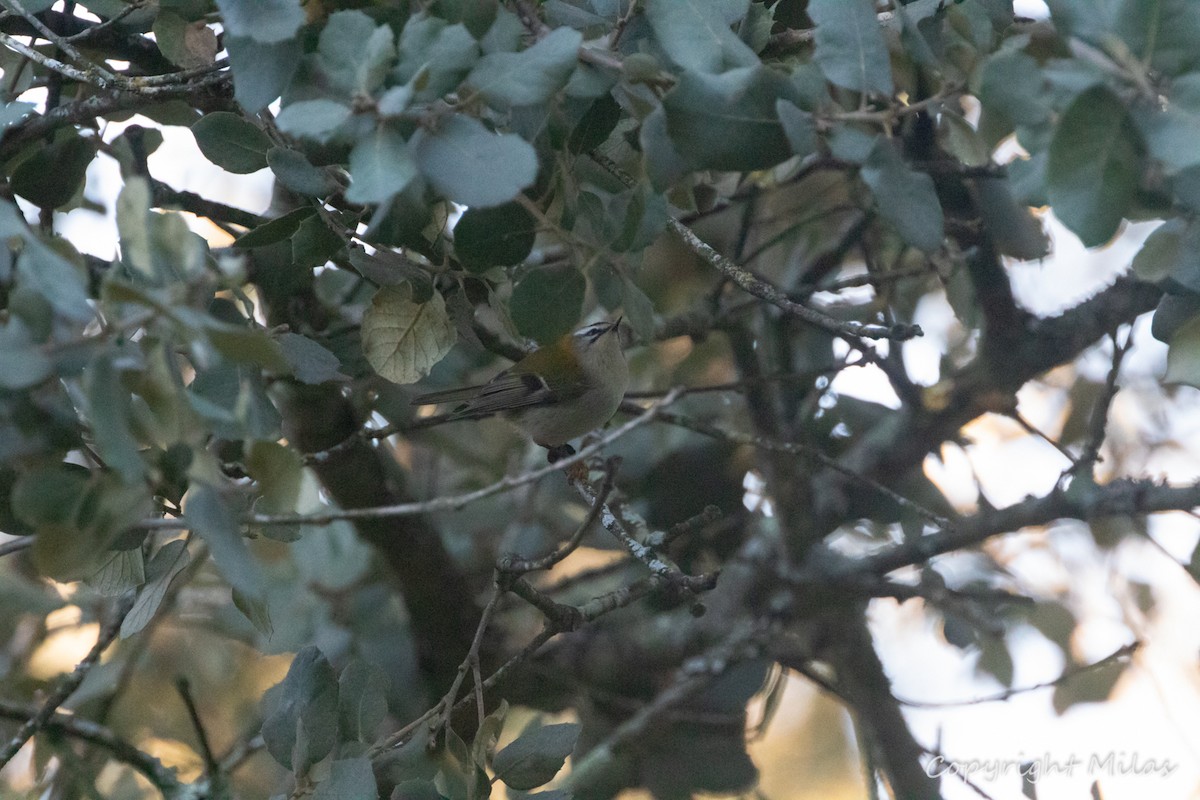 králíček ohnivý - ML645909274