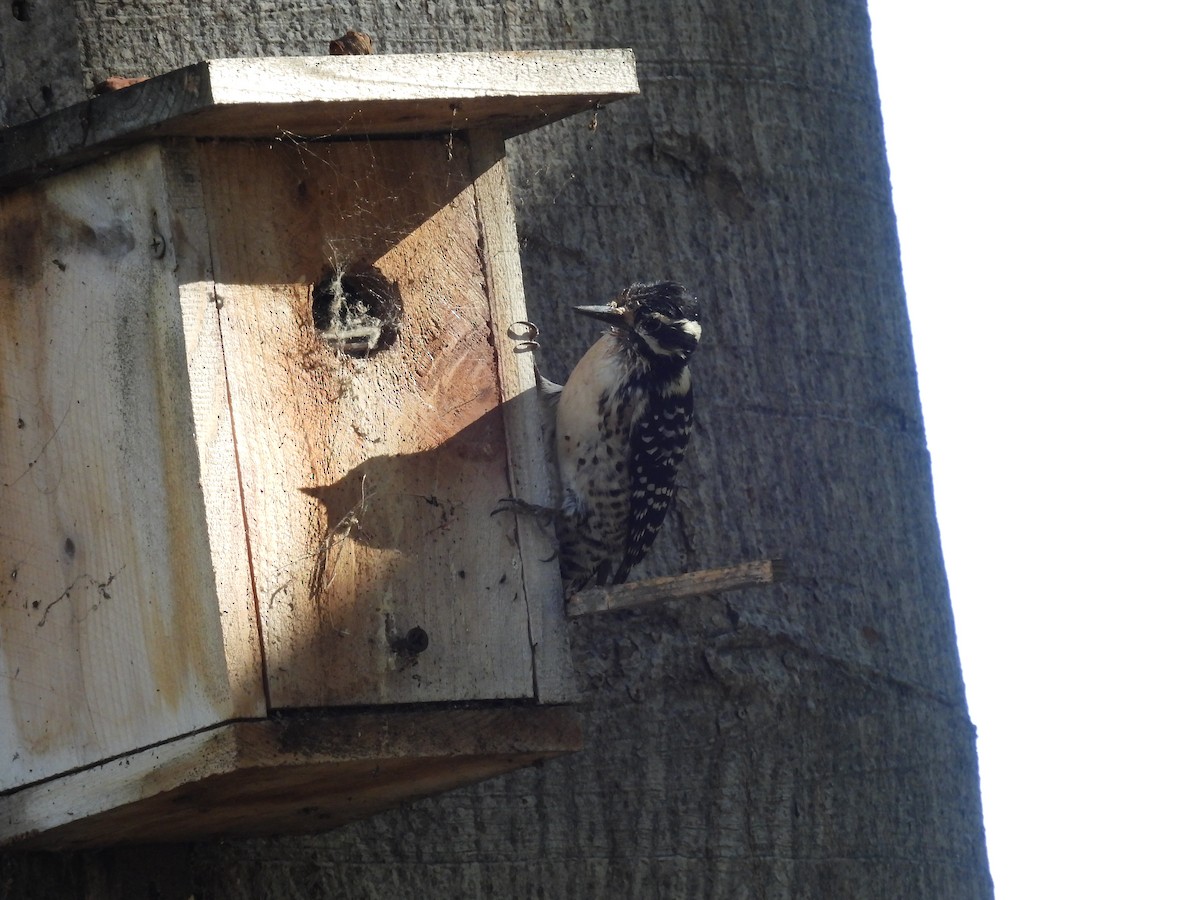 Nuttall's Woodpecker - ML645909277