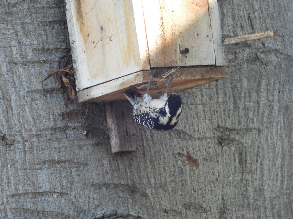 Nuttall's Woodpecker - ML645909279