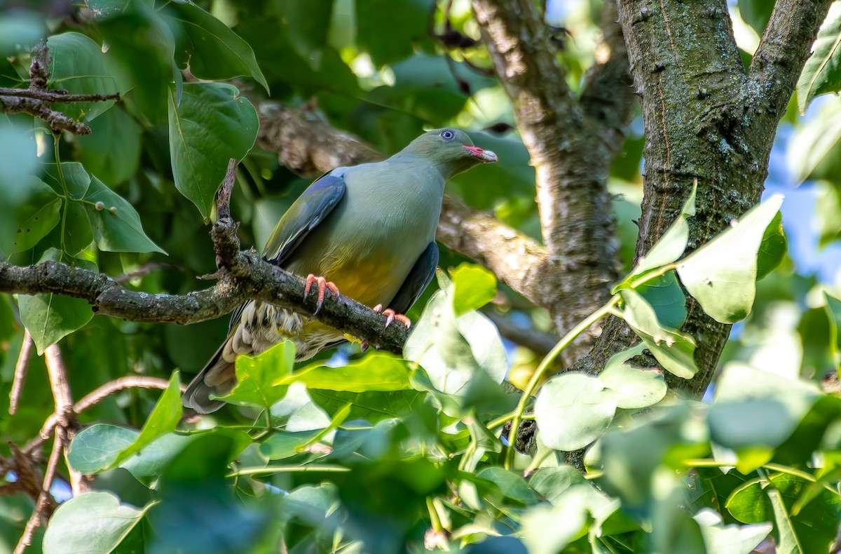 African Green-Pigeon - ML645909281
