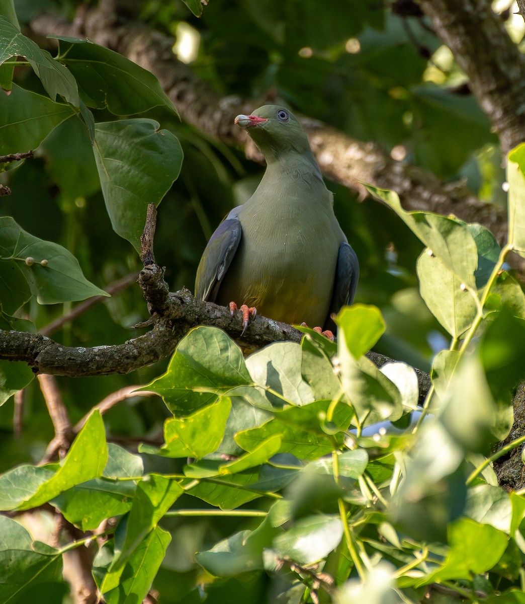 African Green-Pigeon - ML645909282
