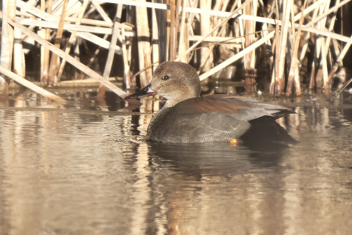 kopřivka obecná - ML645909286