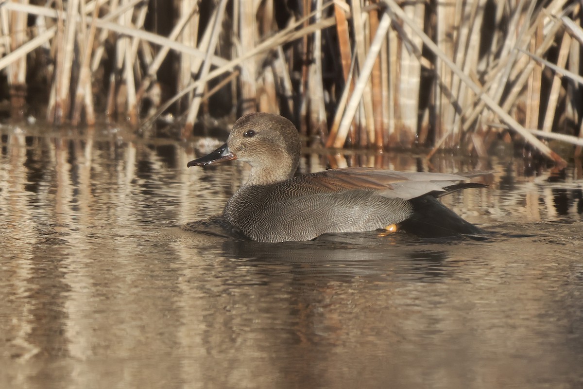 kopřivka obecná - ML645909287