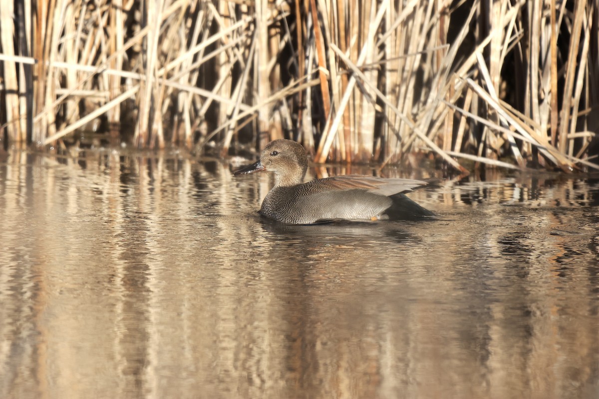 kopřivka obecná - ML645909288