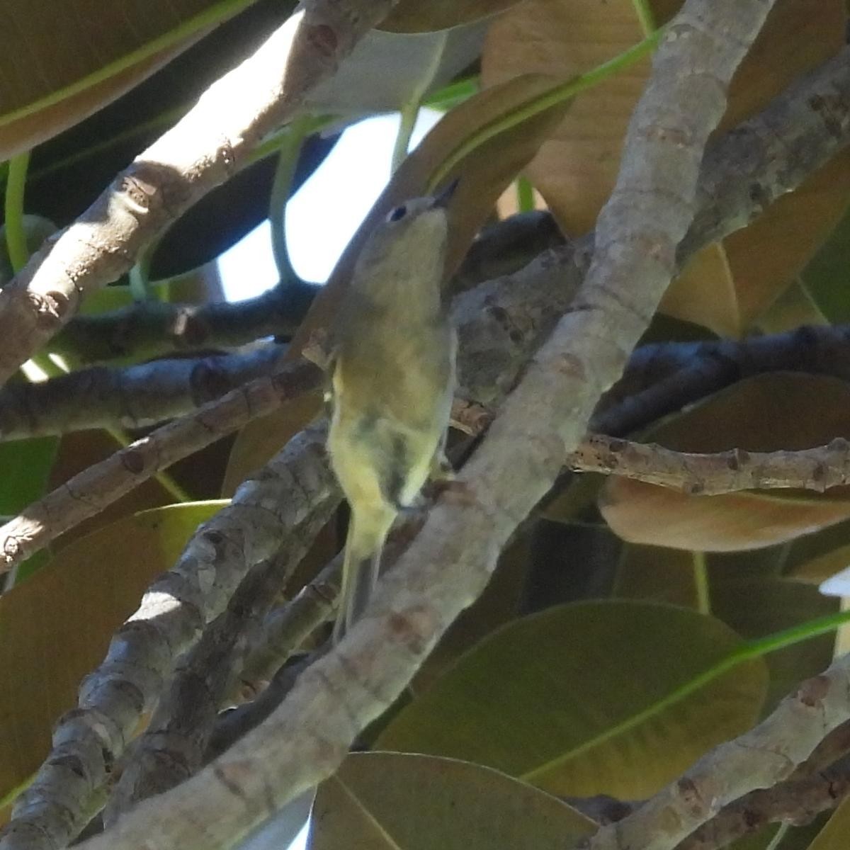 Ruby-crowned Kinglet - ML645909292
