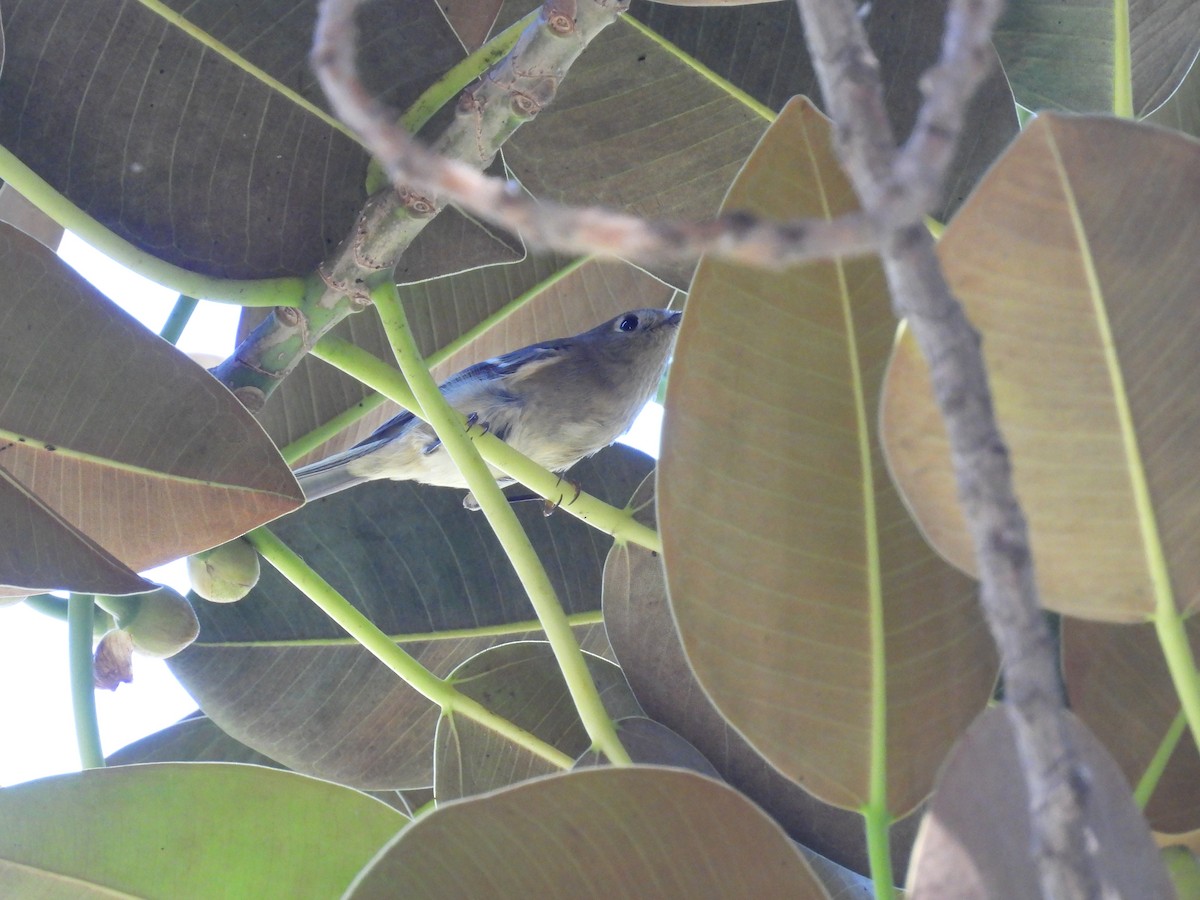 Ruby-crowned Kinglet - ML645909293