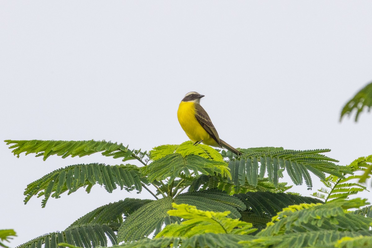 Sosyal Tiran - ML645909305