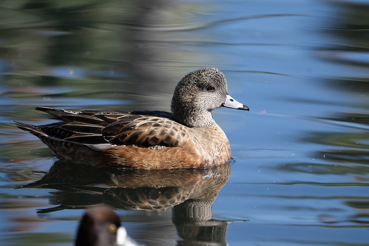 Silbón Americano - ML645909315