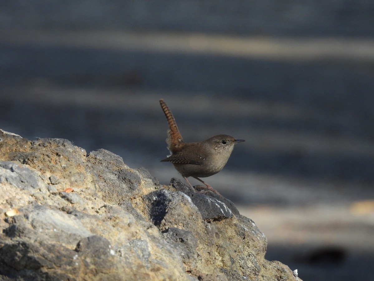 Northern House Wren - ML645909319