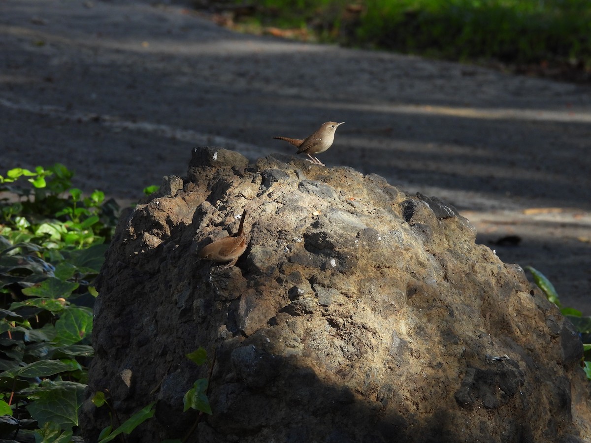 Northern House Wren - ML645909320