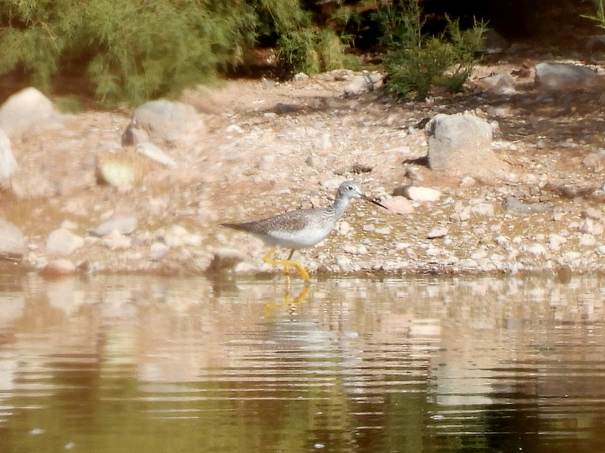Greater Yellowlegs - ML645909322