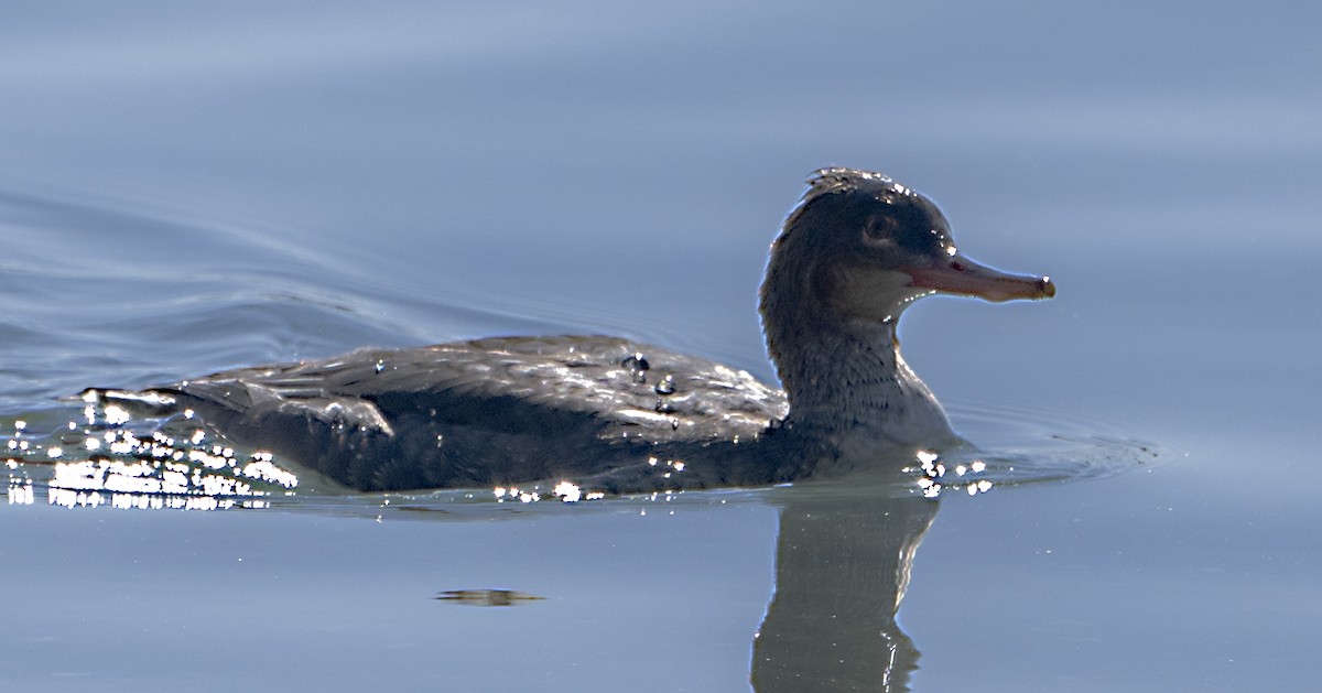 Serreta Mediana - ML645909323