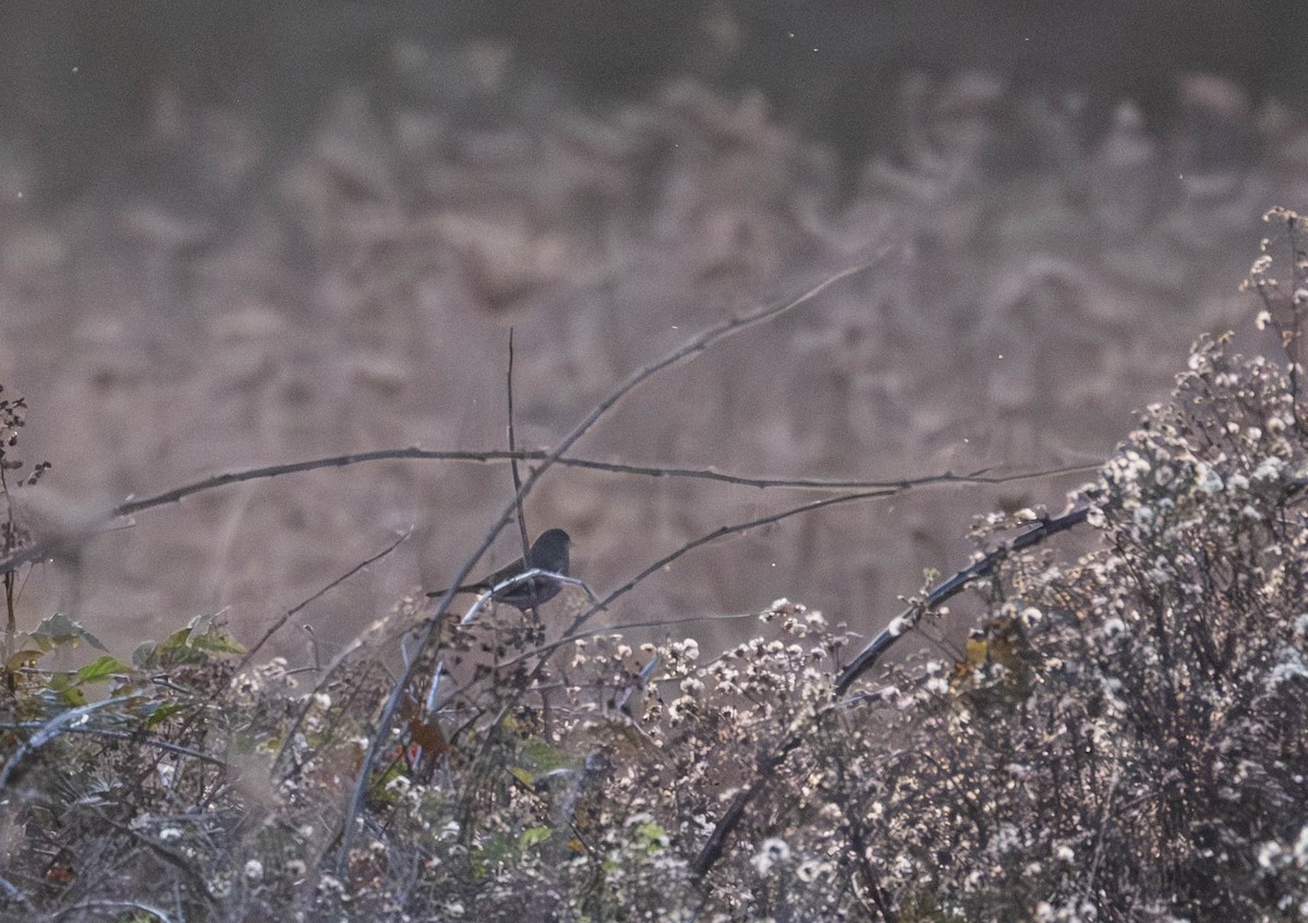 Пасовник рябогрудий - ML645909324