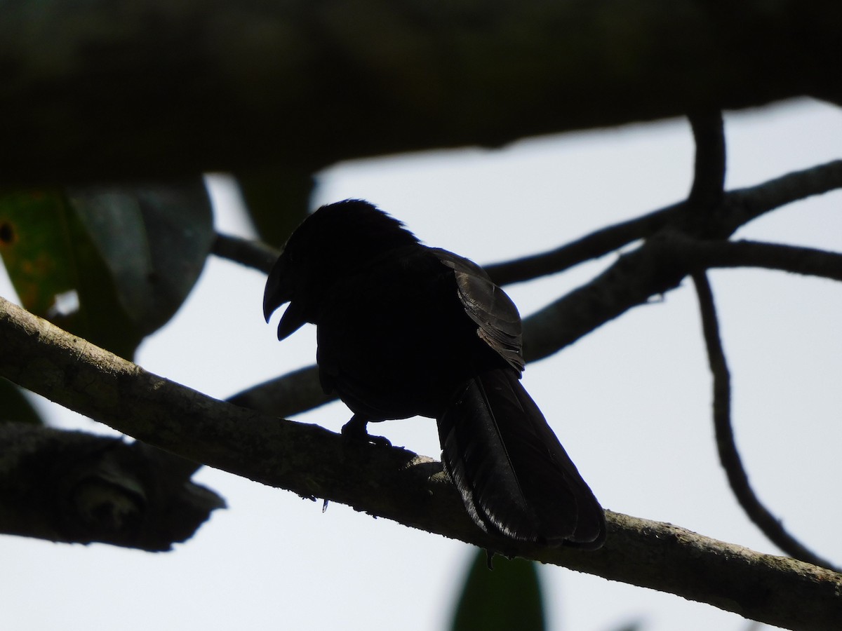 Ані товстодзьобий - ML645909325