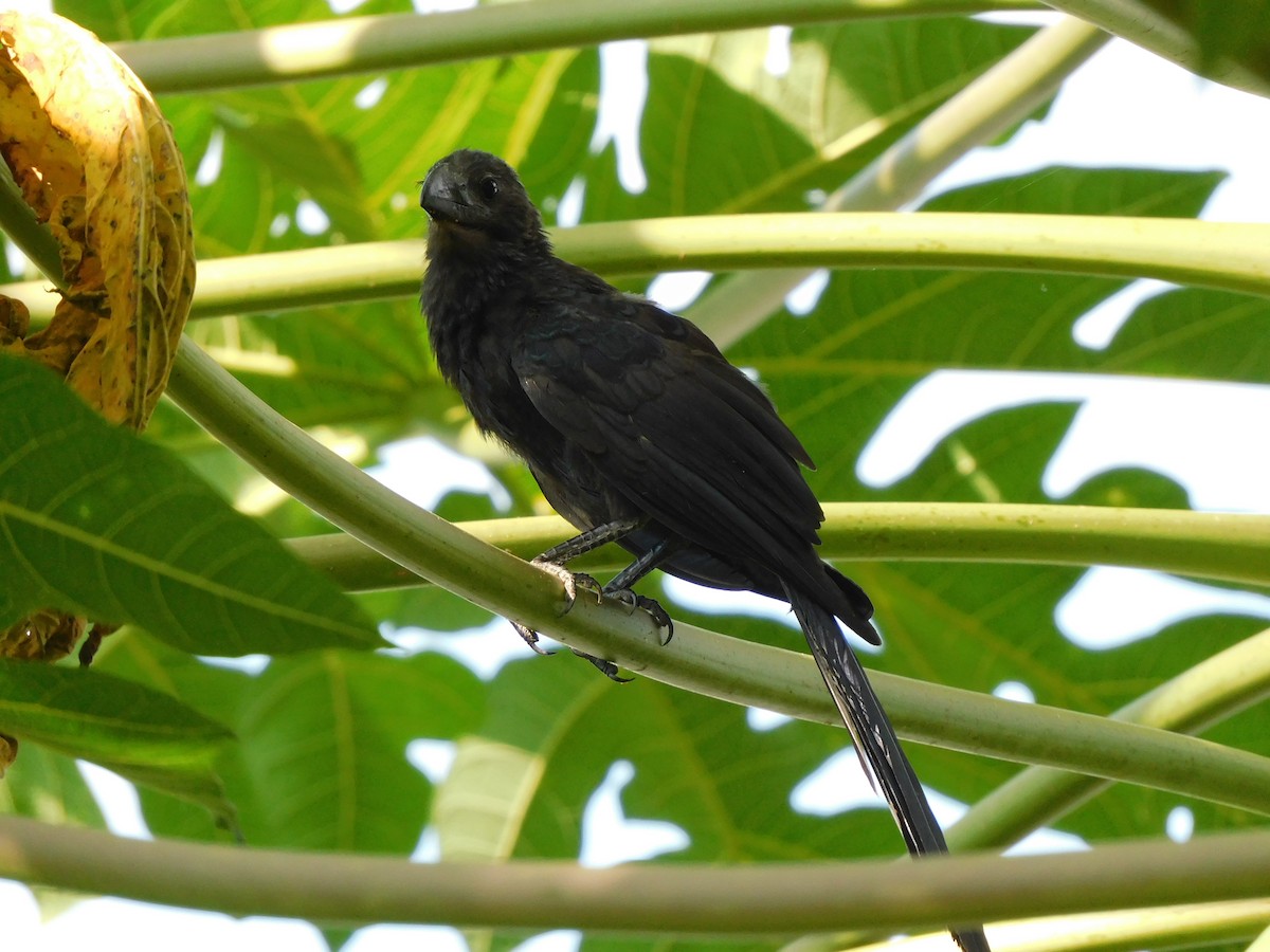 Ані товстодзьобий - ML645909329