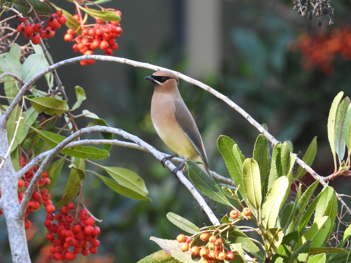 brkoslav americký - ML645909330