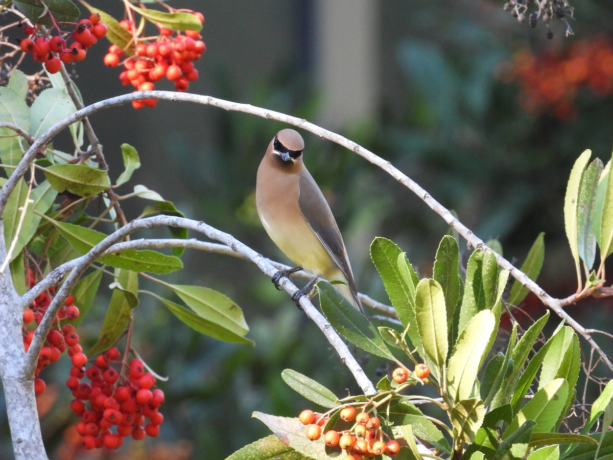 brkoslav americký - ML645909331