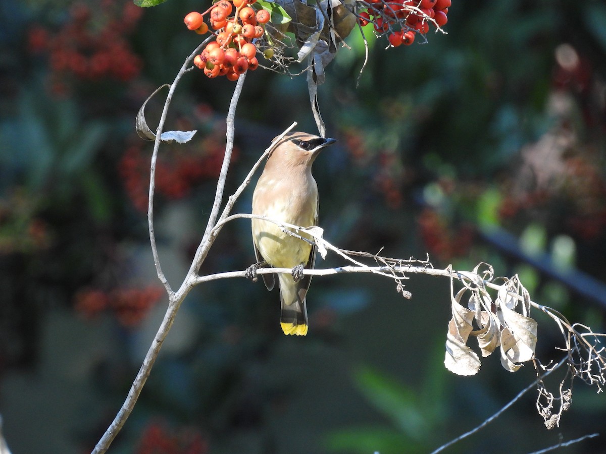 brkoslav americký - ML645909332