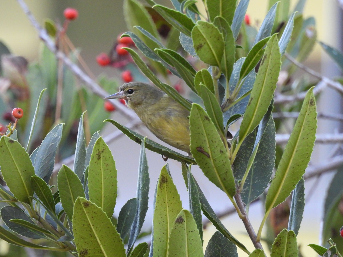 Orange-crowned Warbler - ML645909333