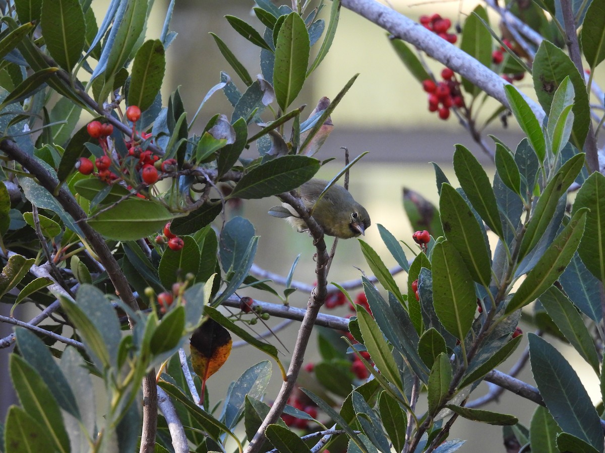 Orange-crowned Warbler - ML645909334