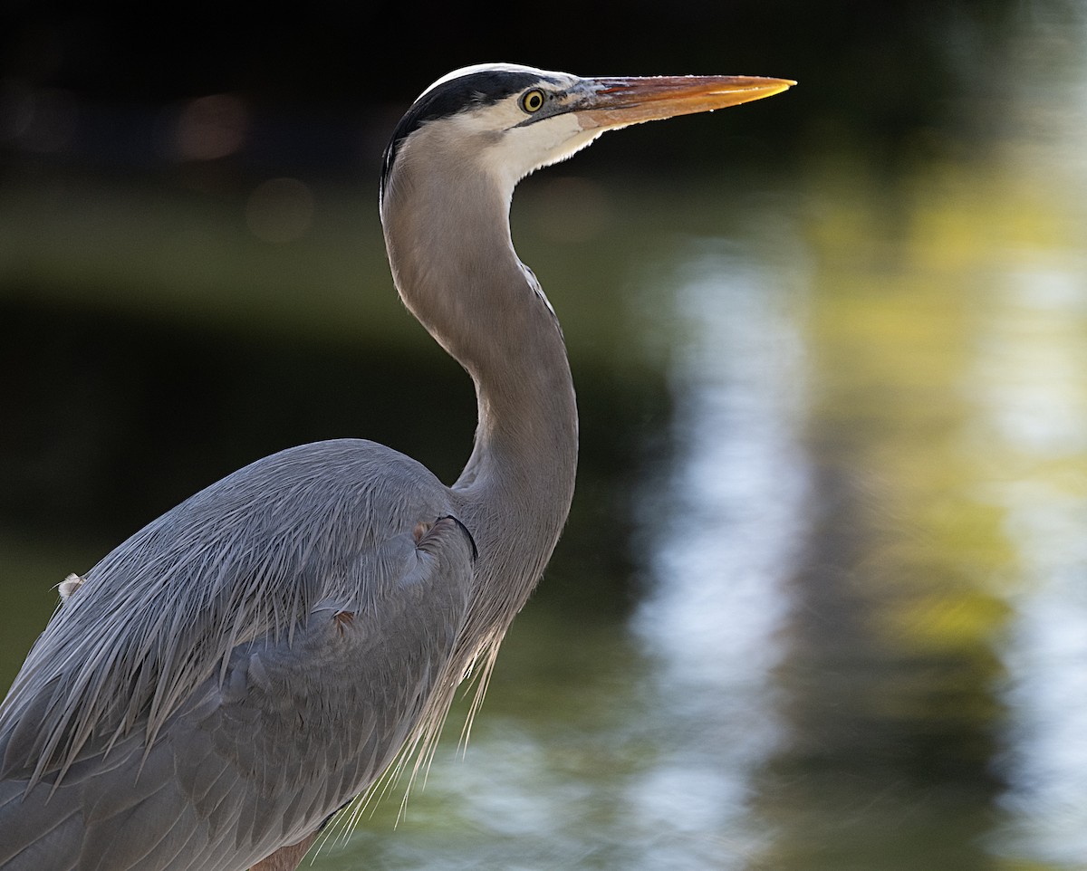 Garza Azulada - ML645909335