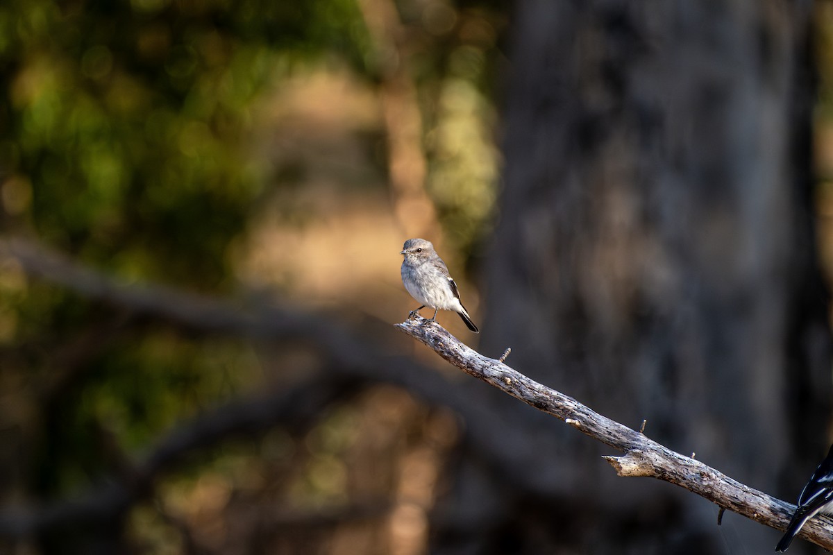 Пегая дриада - ML645909340