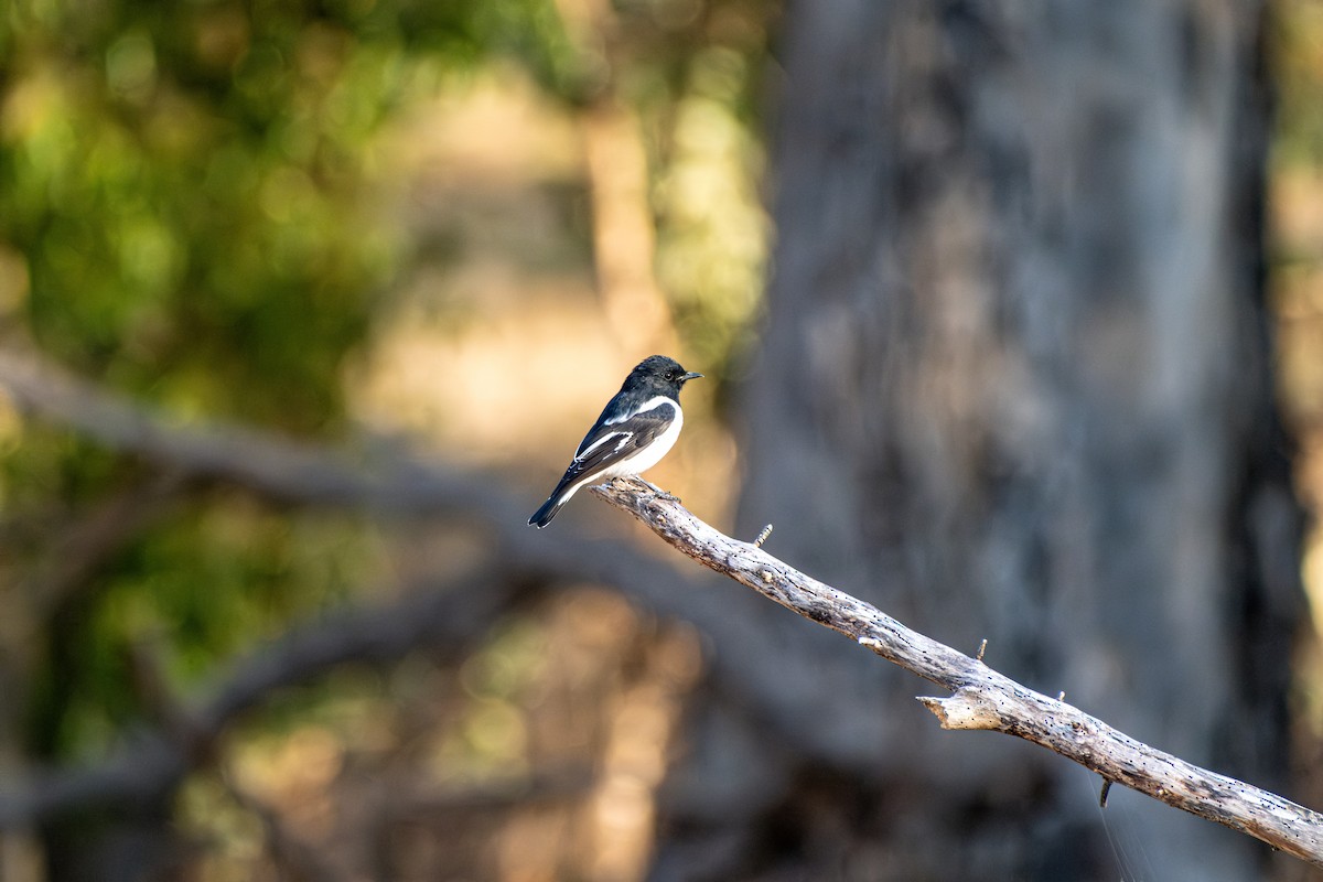 Пегая дриада - ML645909341