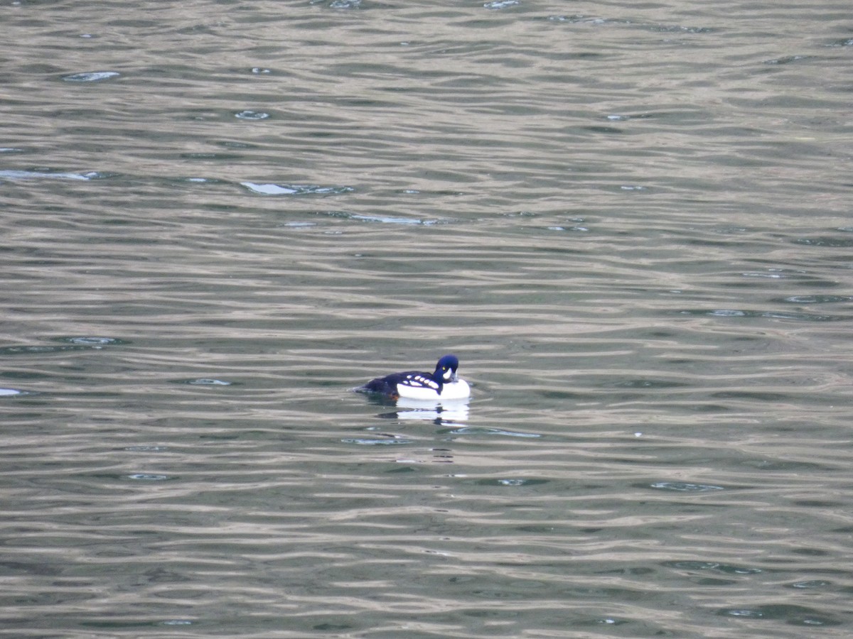 Barrow's Goldeneye - ML645909342