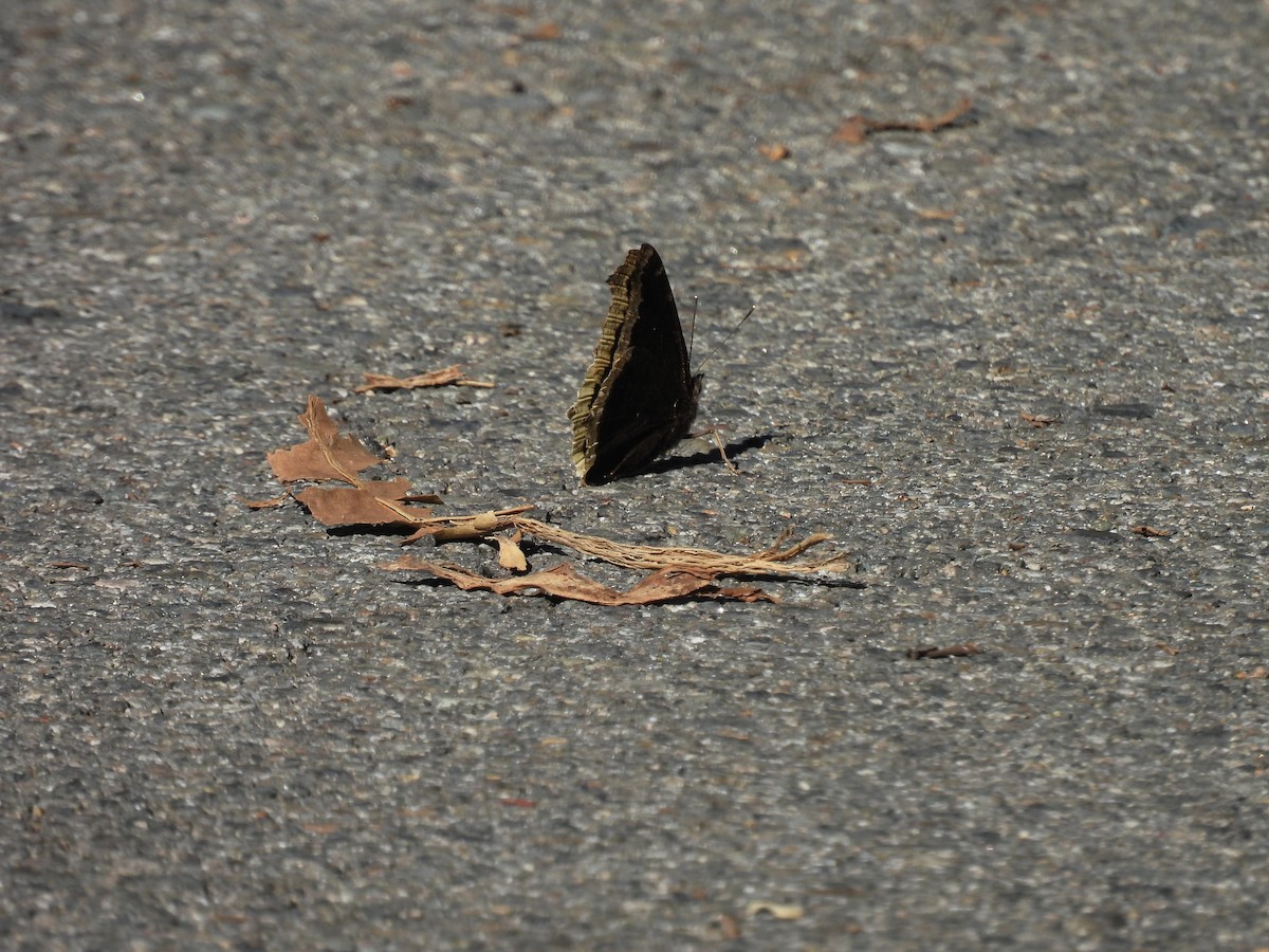 Mourning Cloak - ML645909343