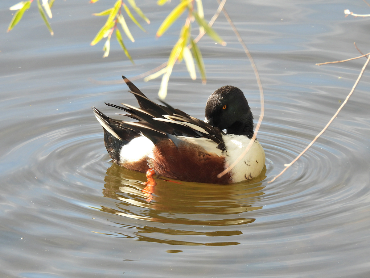 Northern Shoveler - ML645909349