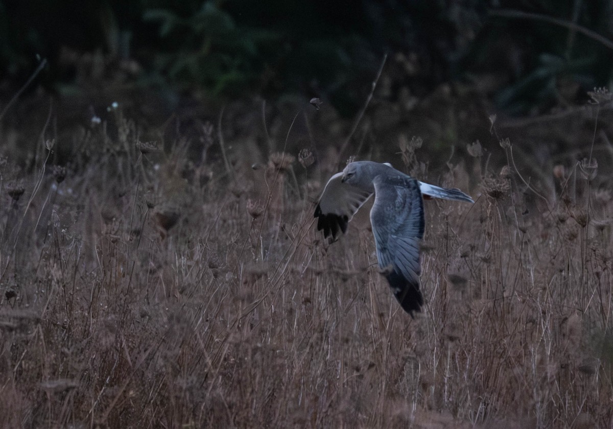 Лунь американський - ML645909358