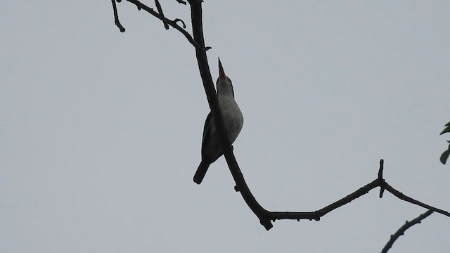 Альціон сіроголовий - ML645909359