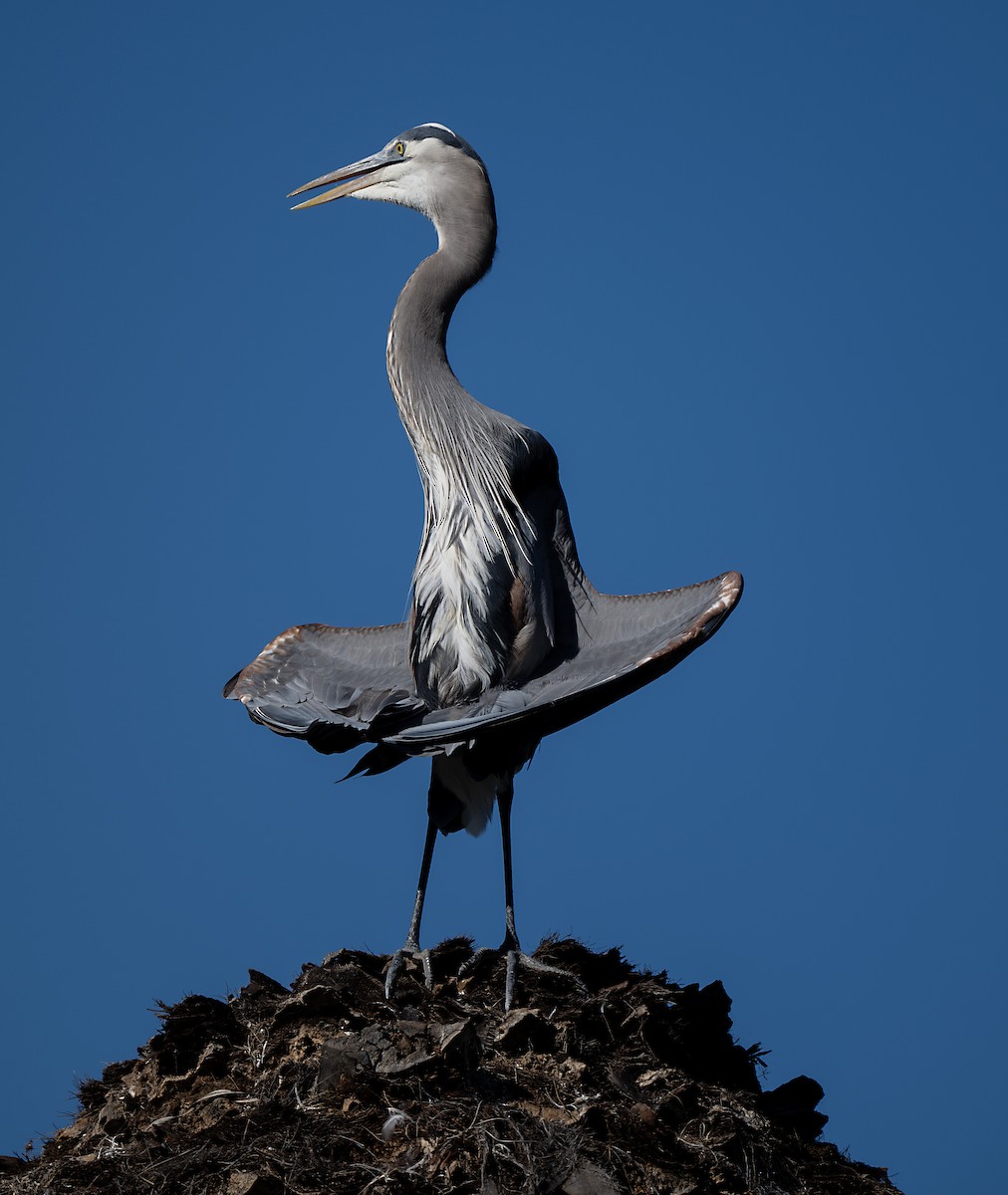 Garza Azulada - ML645909366